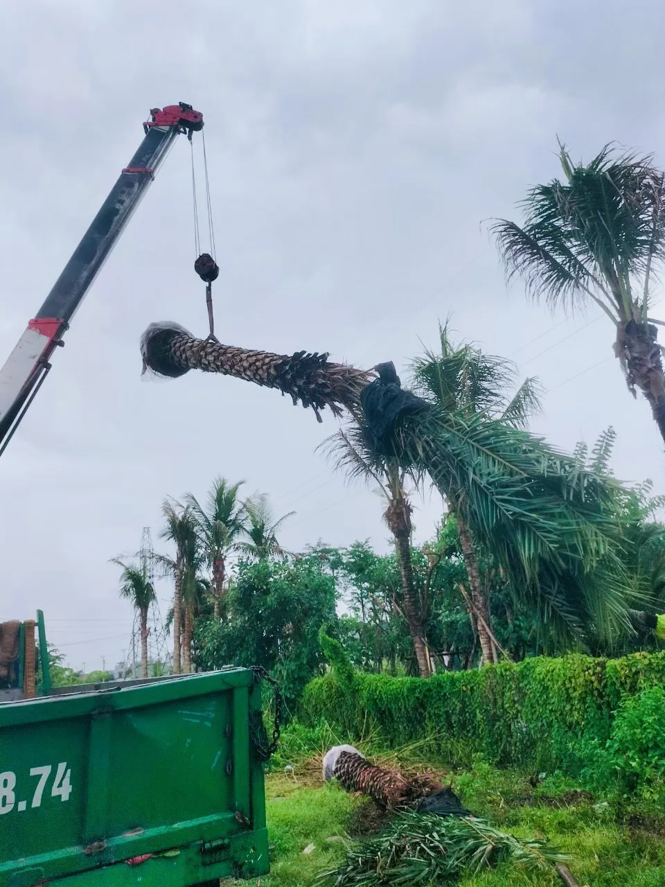 cây báng mát đà nẵng