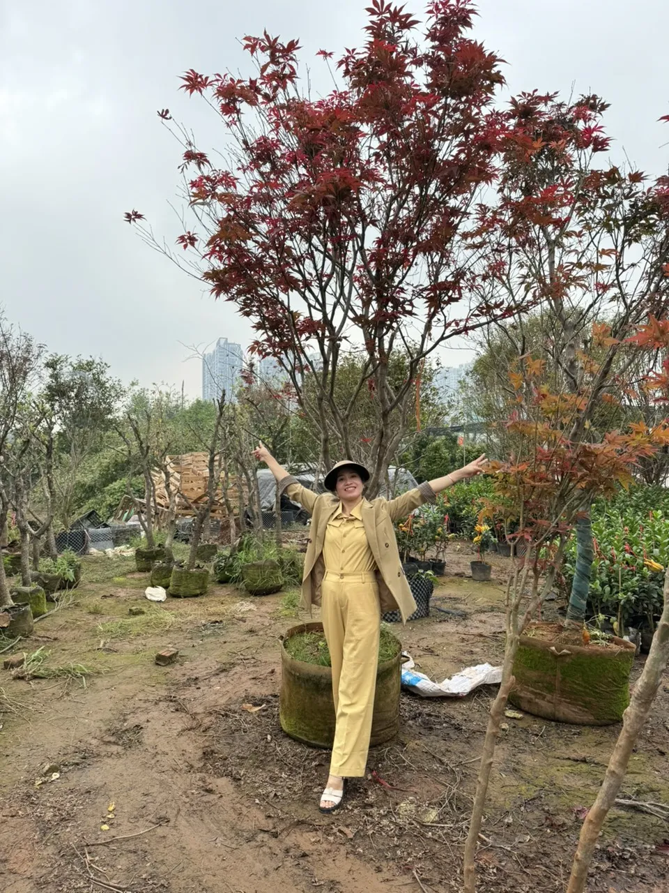 cây báng mát đà nẵng