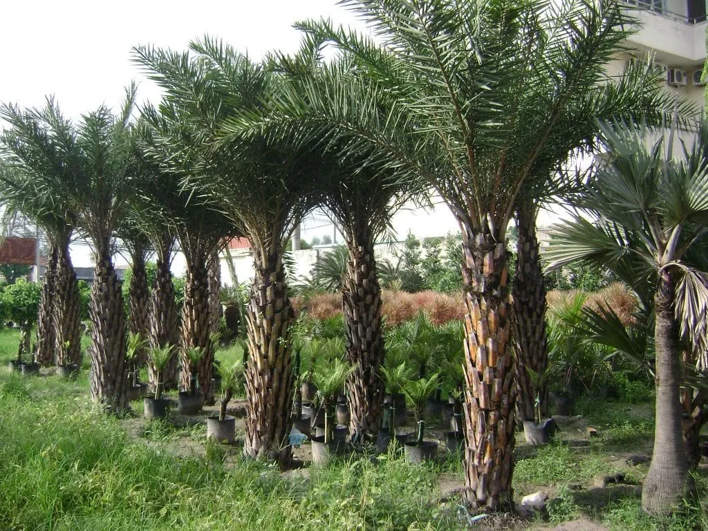 cây công trình á»Ÿ Ä‘Ã  náºµng