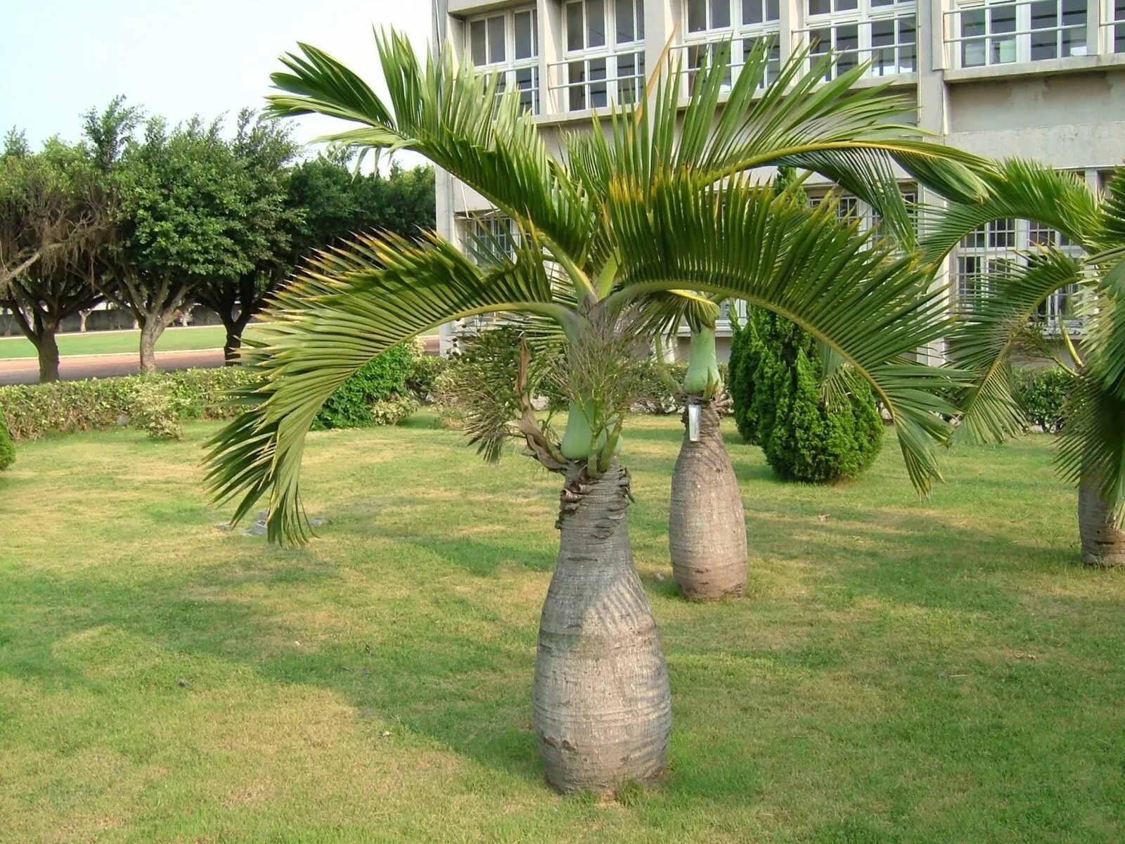 cây công trình á»Ÿ Ä‘Ã  náºµng