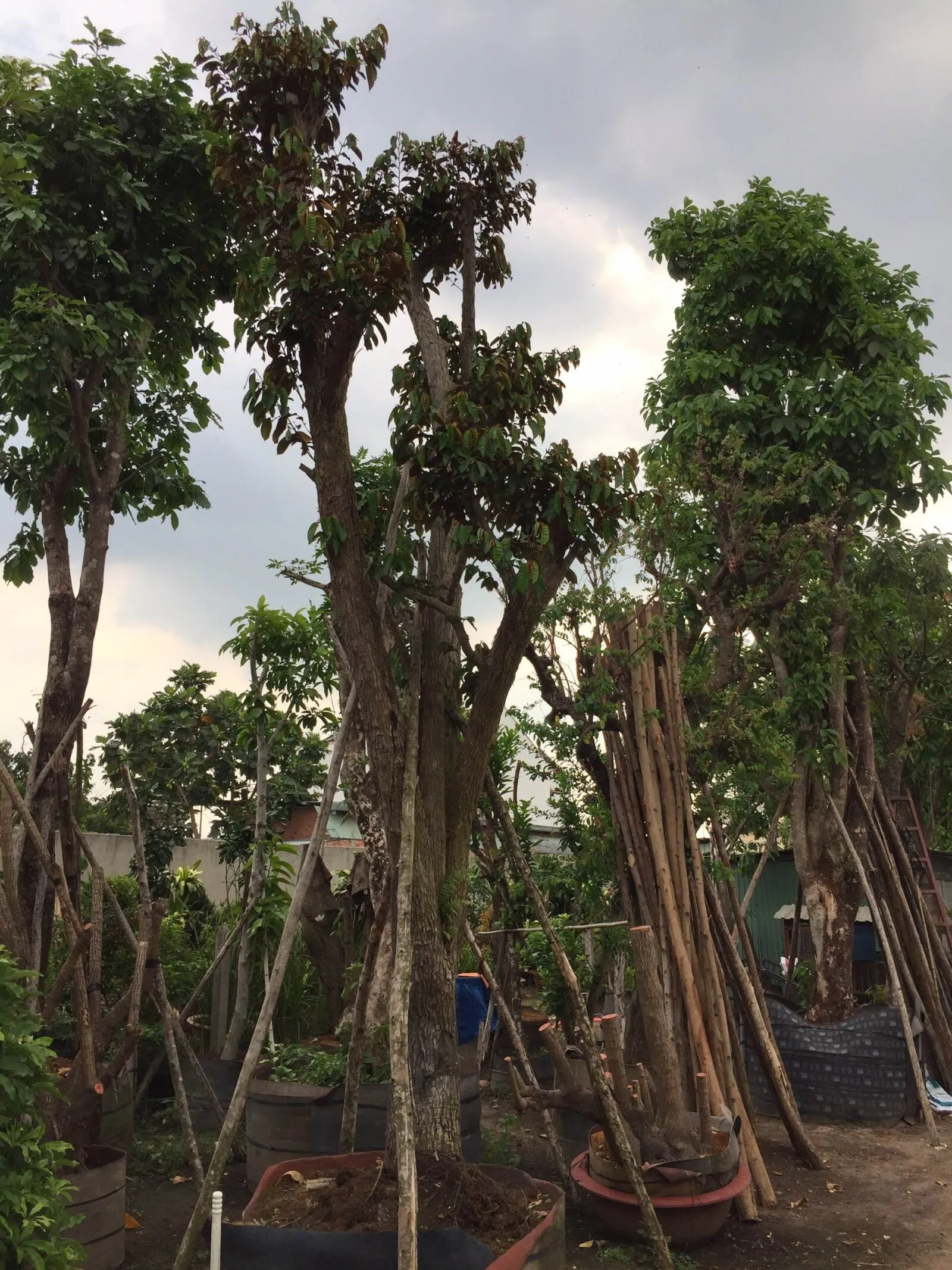 cây công trình á»Ÿ Ä‘Ã  náºµng