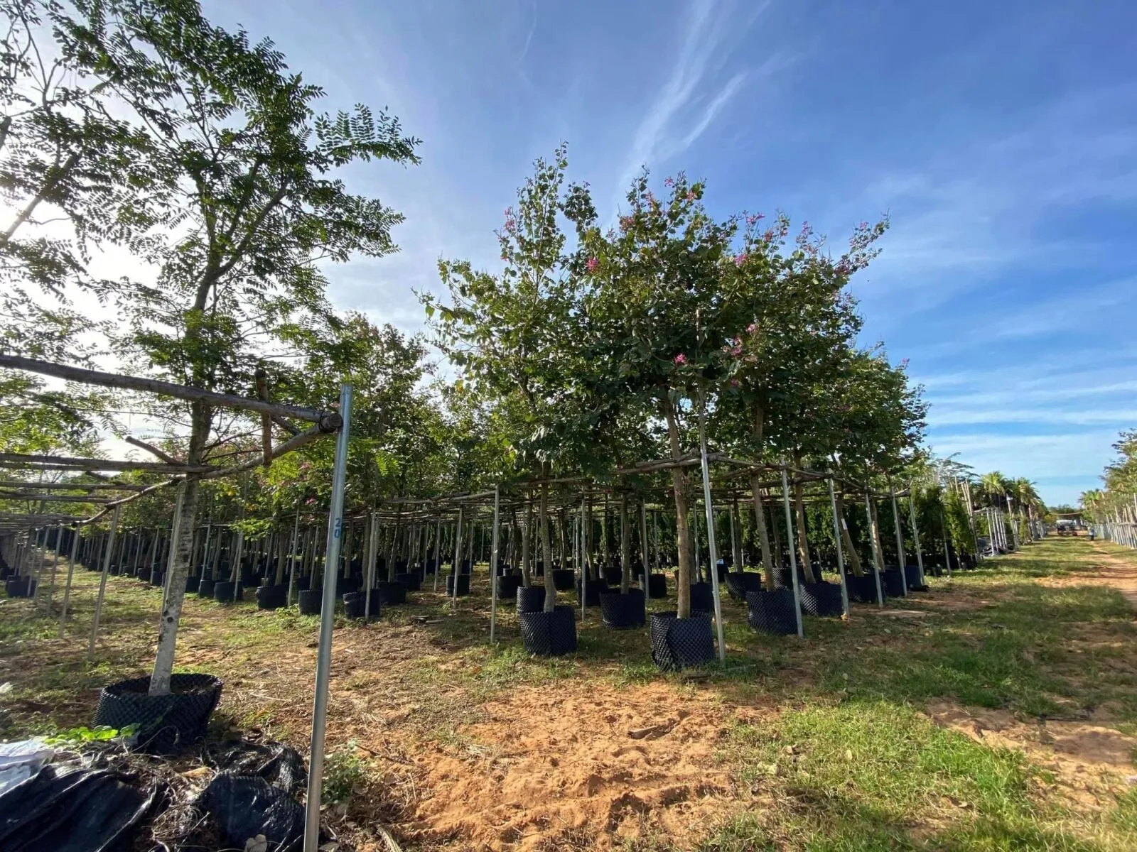 cây công trình á»Ÿ Ä‘Ã  náºµng