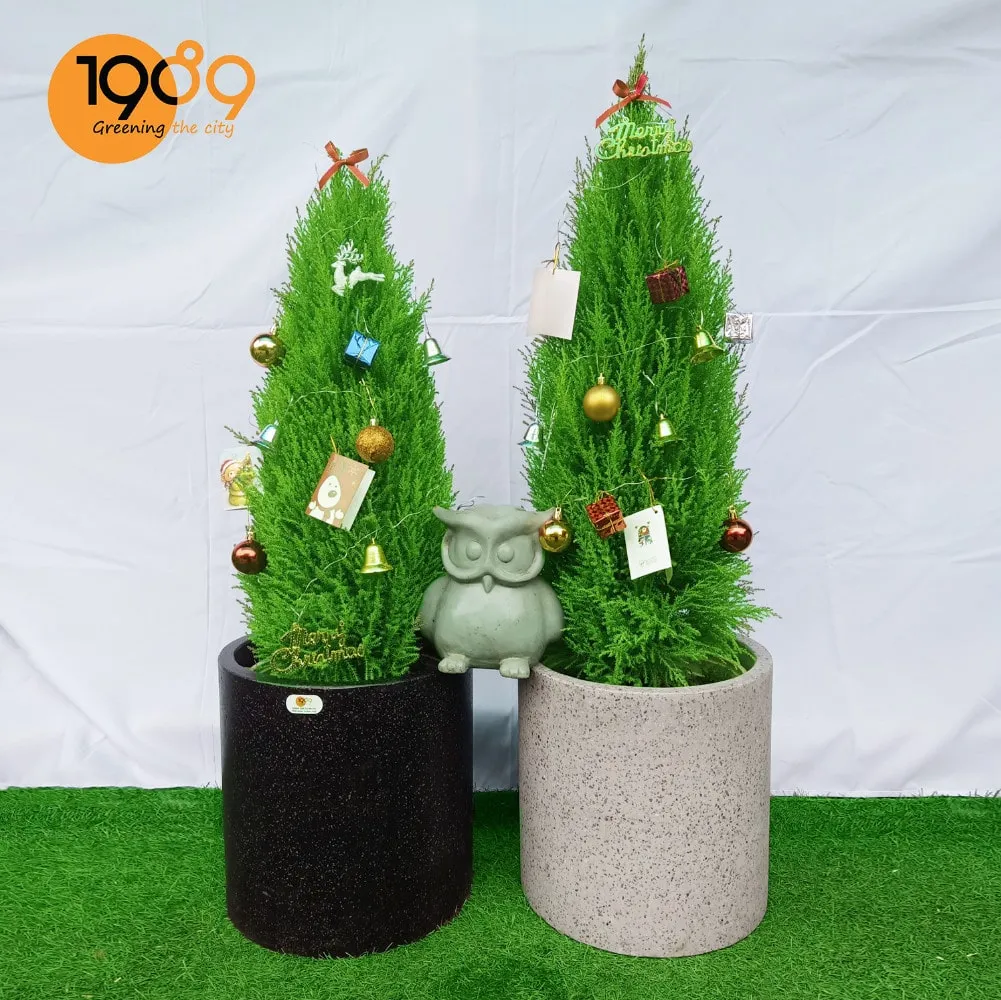 Chậu xi măng trụ tròn trồng cây noel