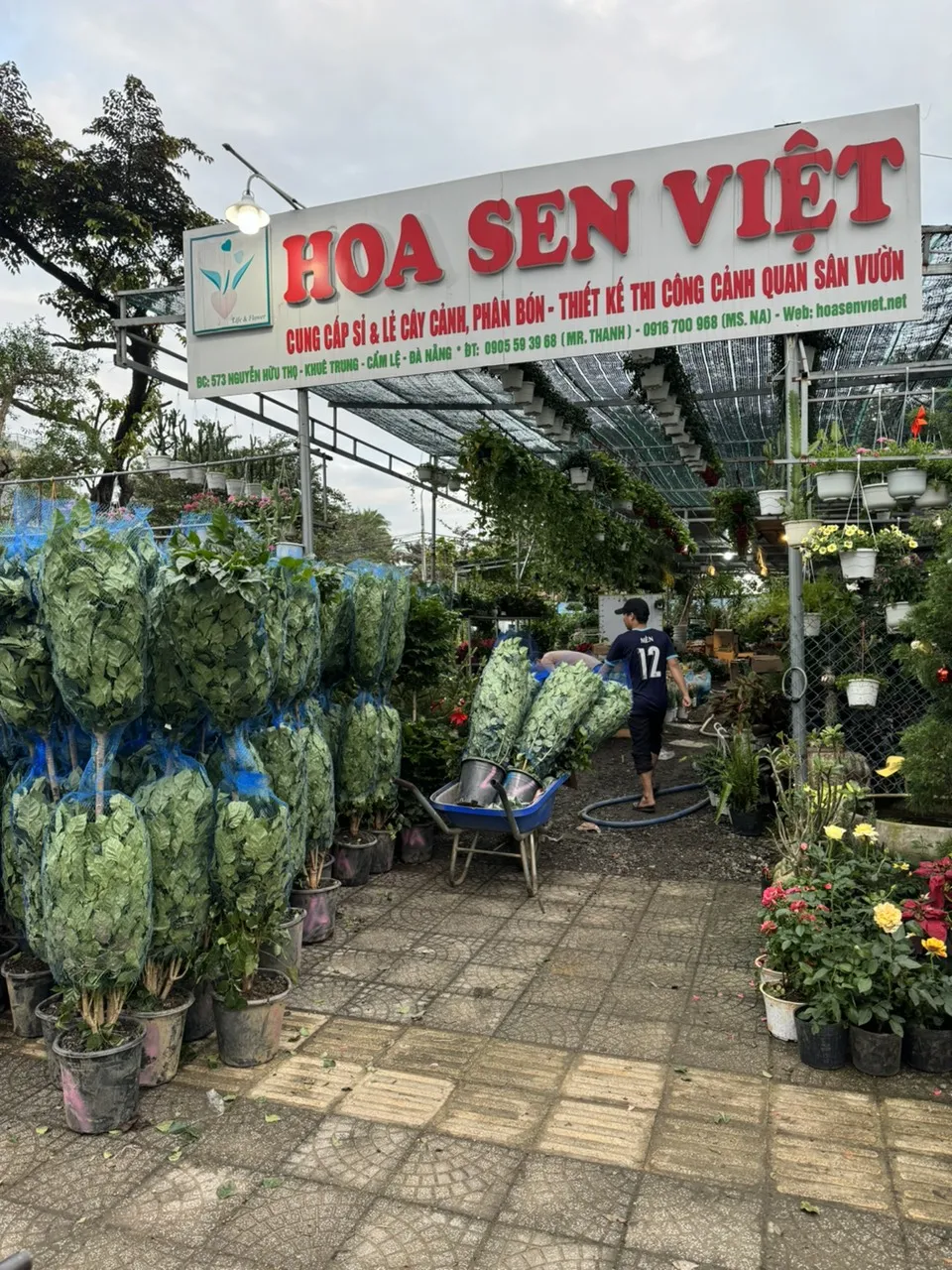 cây báng mát đà nẵng